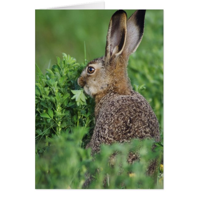 Brun hare, Lepus europaeus, ung äter, Hälsningskort (Framsidan)