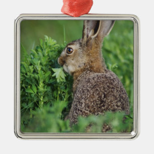 Brun hare, Lepus europaeus, ung äter, Julgransprydnad Metall