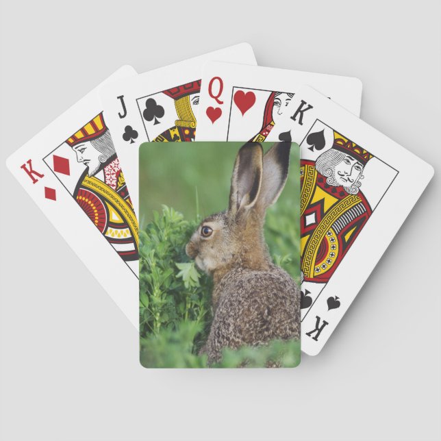 Brun hare, Lepus europaeus, ung äter, Kortlek (Baksidan)