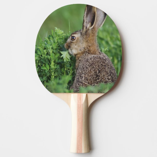 Brun hare, Lepus europaeus, ung äter, Pingisracket (Framsidan)
