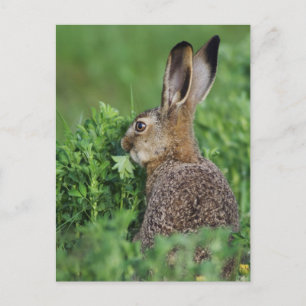 Brun hare, Lepus europaeus, ung äter, Vykort