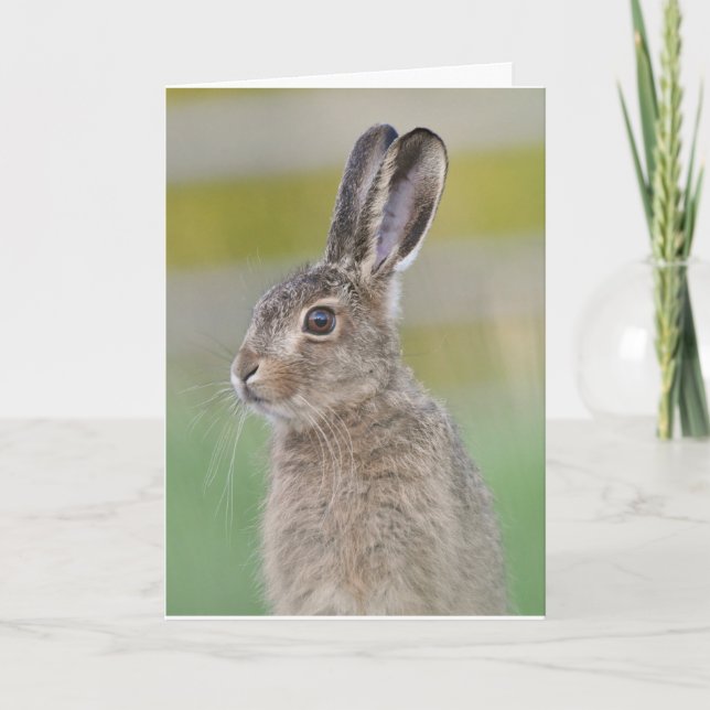 Brun hare-scotland kort (Framsida)