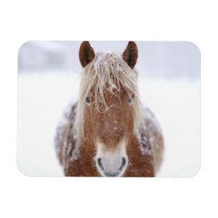 Brun häst i Snowy Fält närmar sig. Magnet