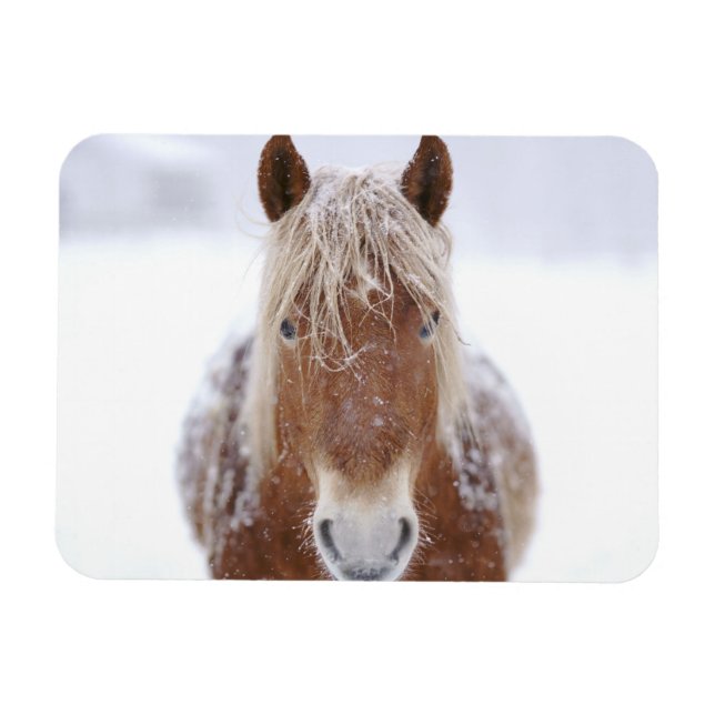 Brun häst i Snowy Fält närmar sig. Magnet (Horisontell)