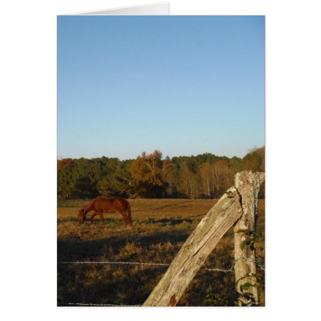 Brun häst i Sol Hälsningskort (Framsidan)