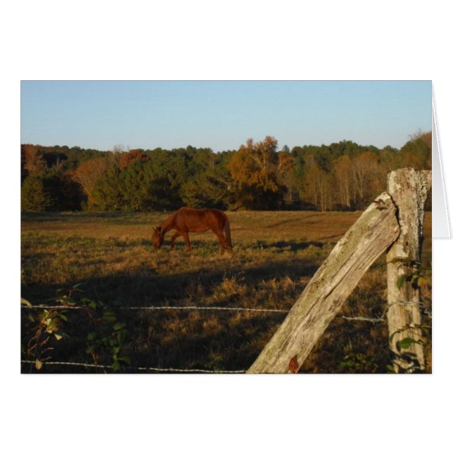 Brun häst i Sol Hälsningskort (Framsidan Horizontal)