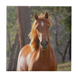 Brun häst i solljus kakelplatta