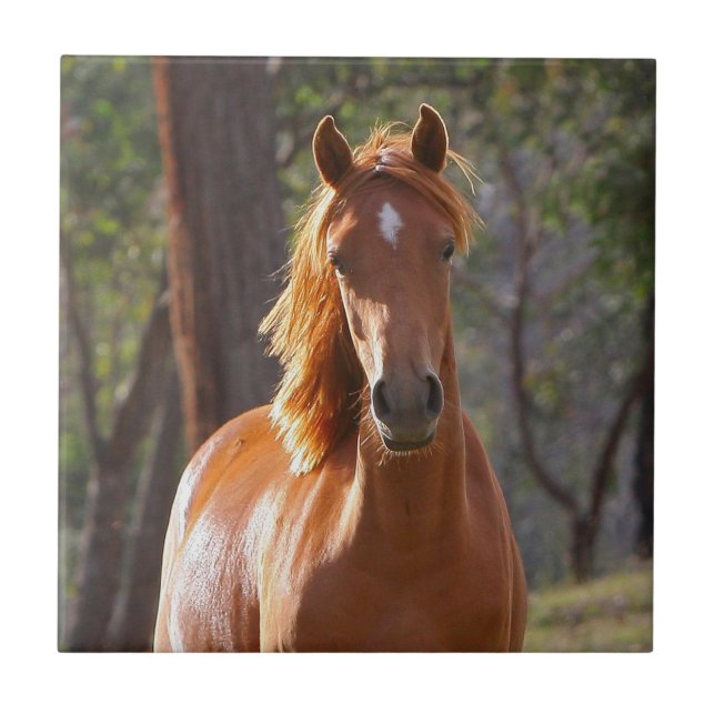 Brun häst i solljus kakelplatta (Framsidan)