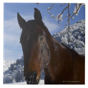 Brun häst i vinter kakelplatta