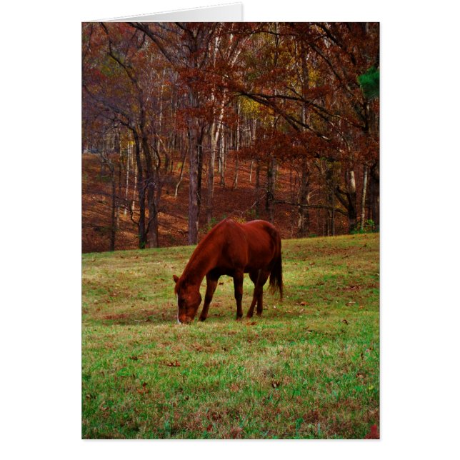 Brun häst med vit näsa vid Skogen Kant Hälsningskort (Framsidan)