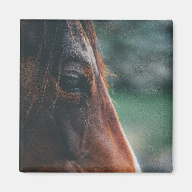 Brun häst närbild magnet (Framsidan)
