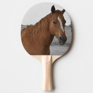 Brun häst, svart-vit bakgrund pingisracket