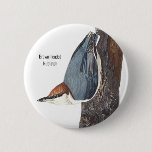 Brun-head Nuthatch, Audubon, Birders Bird Bära Knapp