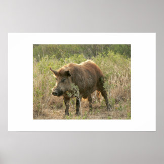 Brun hog. poster