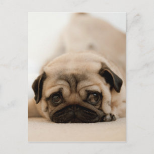 Brun honpug vykort