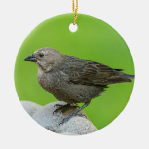 Brun hönshaj julgransprydnad keramik