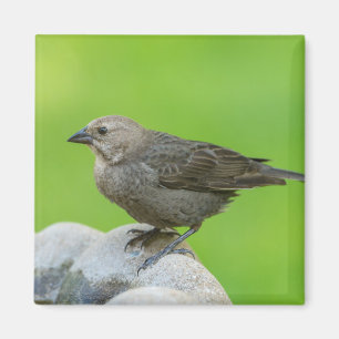 Brun hönshaj magnet