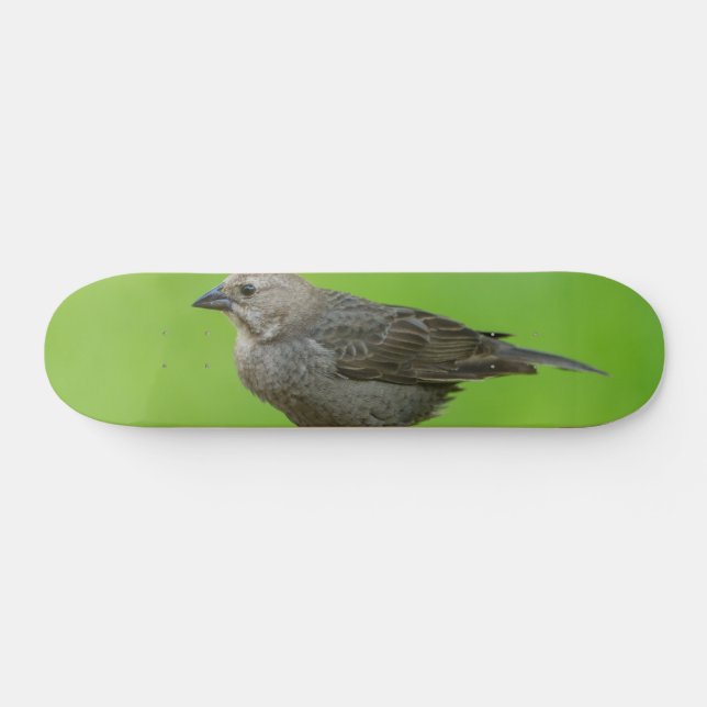 Brun hönshaj mini skateboard bräda 18,5 cm (Horz)