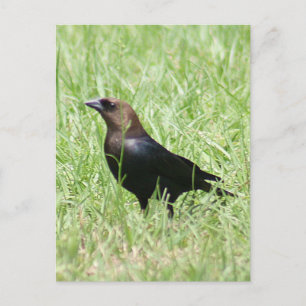 Brun hönshuggsfoto vykort