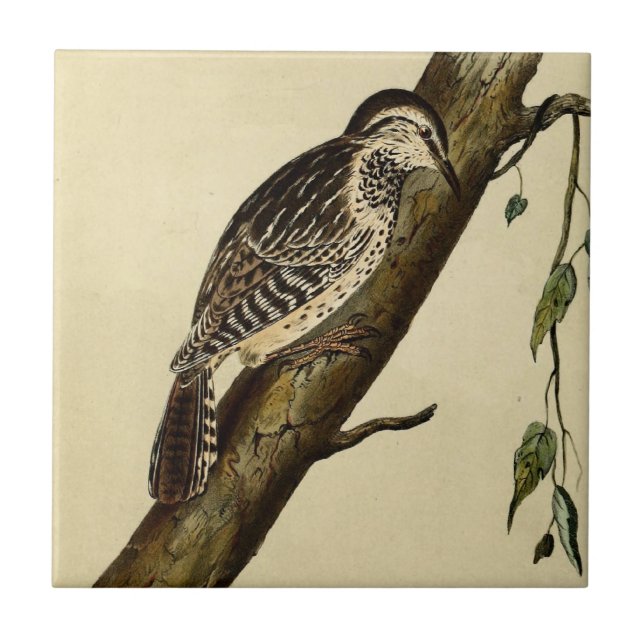 Brun hövdad ranka kakelplatta (Framsidan)