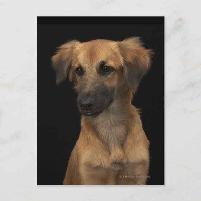 Brun hund med svart näsa på svart vykort (Framsida)