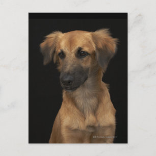 Brun hund med svart näsa på svart vykort