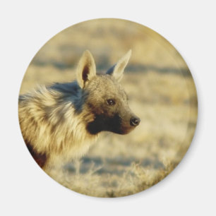 Brun hyena vildlevande magneter