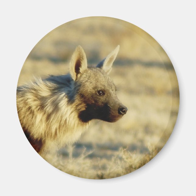 Brun hyena vildlevande magneter (Framsidan)