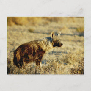 Brun hyena-vykort för vilda djur vykort