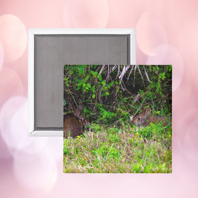 Brun kanin i Grass Florida Magnet (A magnet with a photograph of two adorable brown rabbits)