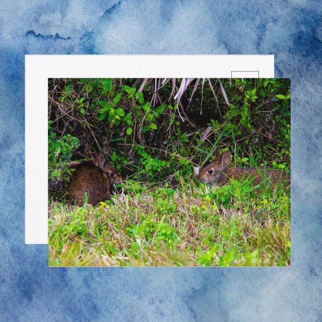 Brun kanin i Viera Wetlands Florida Vykort (A postcard with a photograph of two brown rabbits enjoying some grass.)
