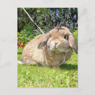 Brun kanin med lavendel vykort