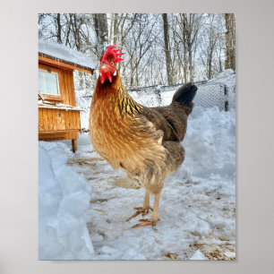 Brun köttätande kyckling poster