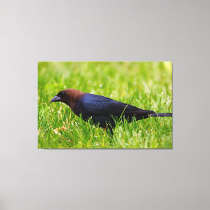 Brun krabbfågel (Molothrus ater) Canvastryck