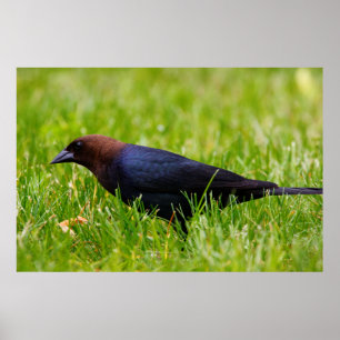 Brun krabbfågel (Molothrus ater) Poster