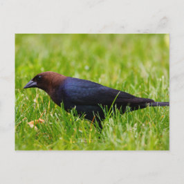 Brun krabbfågel (Molothrus ater) Vykort