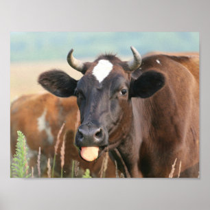 Brun kummel som fastnar i Tunga ut ur den konstiga Poster