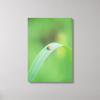 Brun ladybug canvastryck