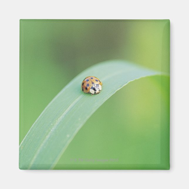 Brun ladybug magnet (Framsidan)