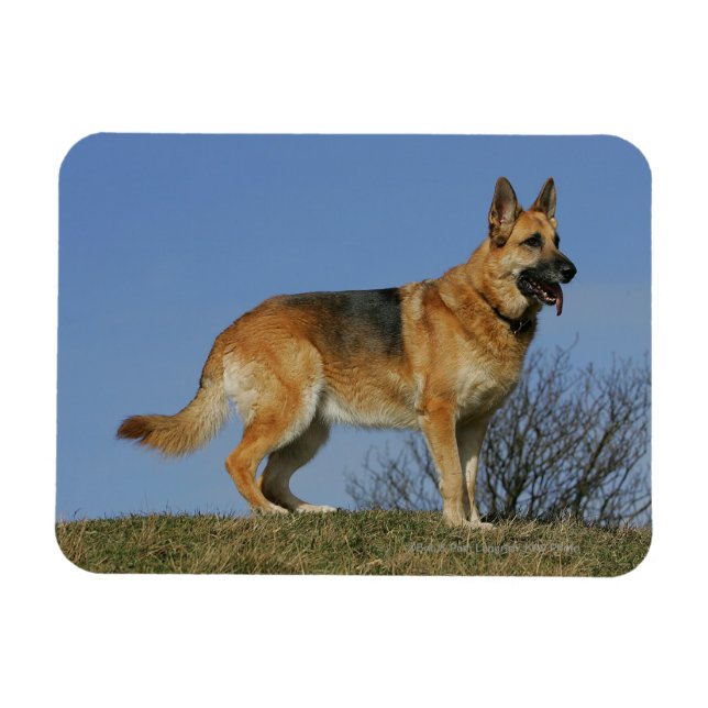 Brun, lång, tysk schepherd 2 magnet (Horisontell)