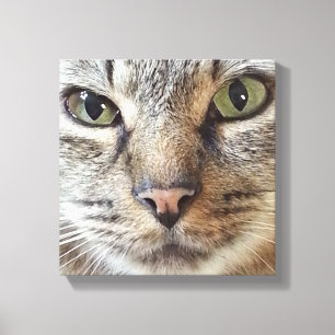 Brun långhårigtabby katt canvastryck