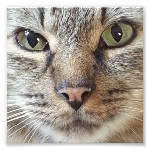 Brun långhårigtabby katt fototryck