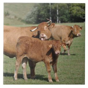 Brun Limousin ko och kalv Kakelplatta