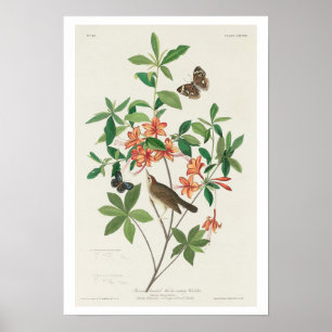 Brun med Mask-ätare Poster av Audubon