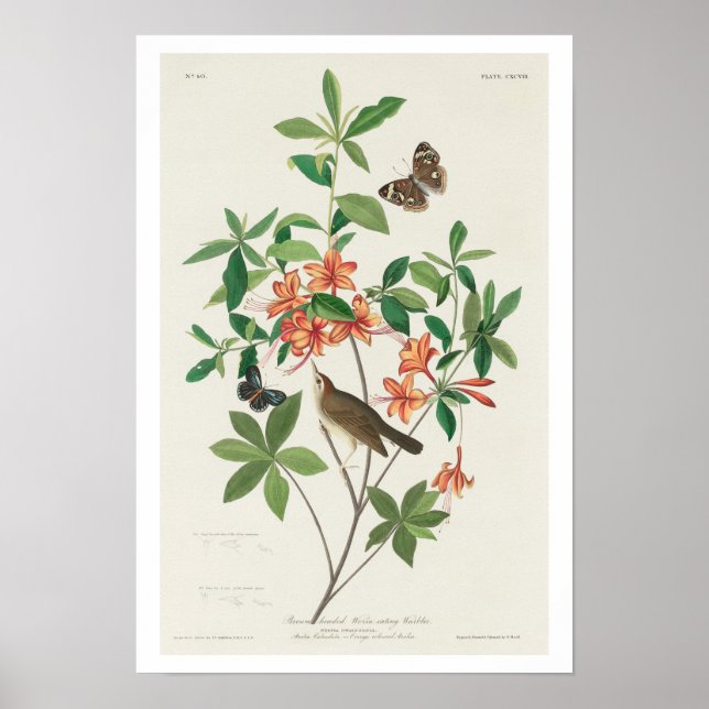 Brun med Mask-ätare Poster av Audubon (Framsidan)