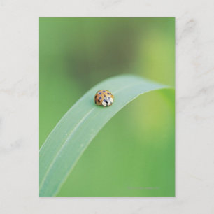 Brun nyckelpiga vykort