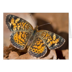 Brun och Orange Moth Apparatur och gåvor Hälsningskort