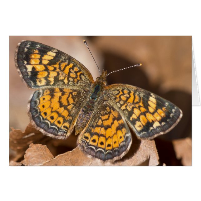 Brun och Orange Moth Apparatur och gåvor Hälsningskort (Framsidan Horizontal)