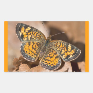 Brun och Orange Moth Apparatur och gåvor Rektangulärt Klistermärke