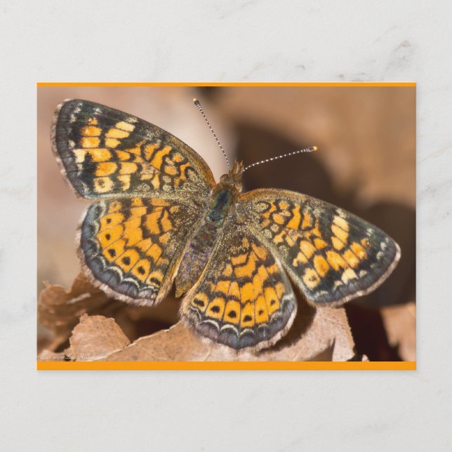 Brun och Orange Moth Apparatur och gåvor Vykort (Framsida)